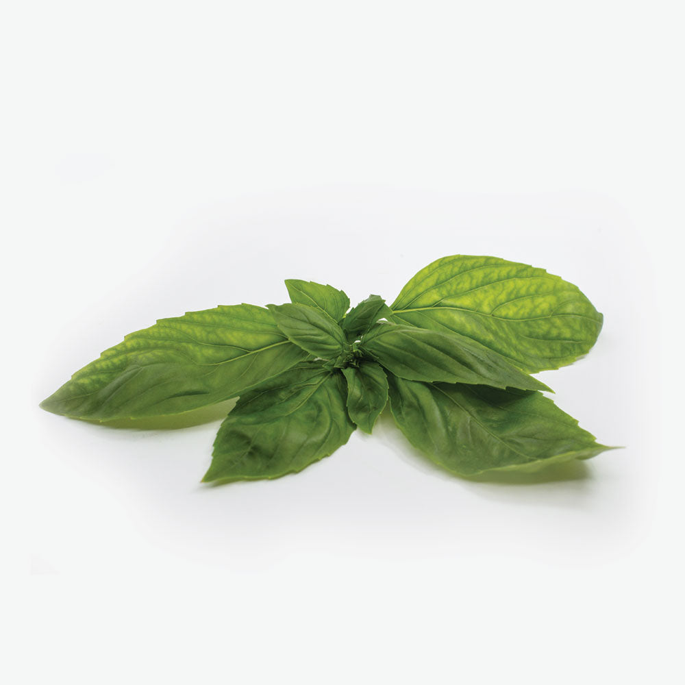 Basil