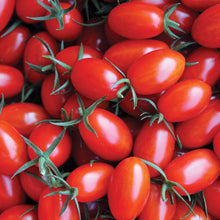 Load image into Gallery viewer, Tomatoes - Roma