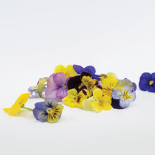 Load image into Gallery viewer, Viola