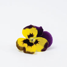 Load image into Gallery viewer, Viola