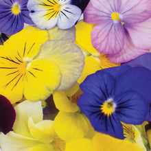 Load image into Gallery viewer, Viola