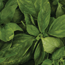 Load image into Gallery viewer, Basil