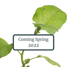 Load image into Gallery viewer, Eggplant