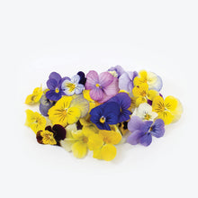 Load image into Gallery viewer, Viola